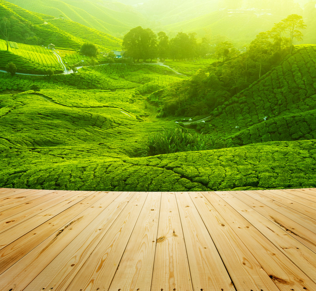 茶园,金马伦高地,马来西亚,木地板,日出,早晨