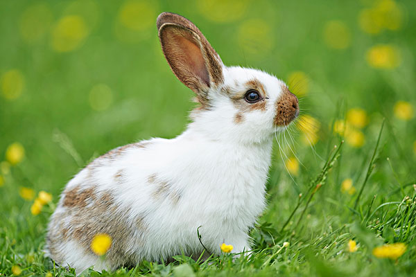 兔类动物_兔类动物图片