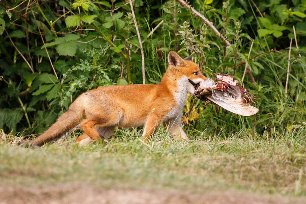 红狐,狐狸,捕食,自然