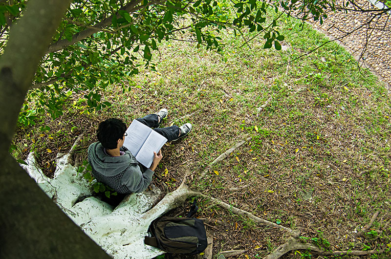 在树下读书的学生