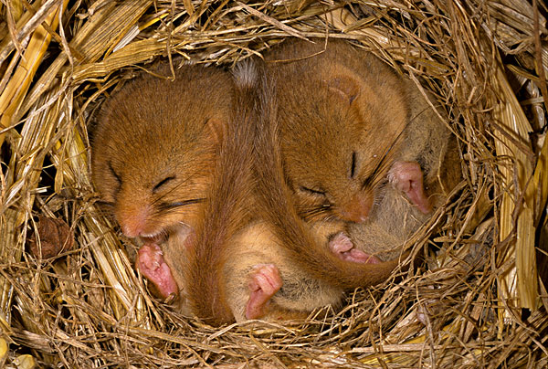 榛睡鼠,两个,幼小,冬眠