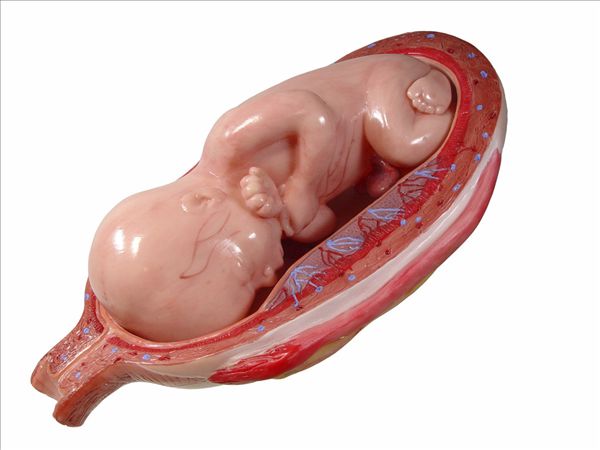 胚胎图片_胚胎图片大全
