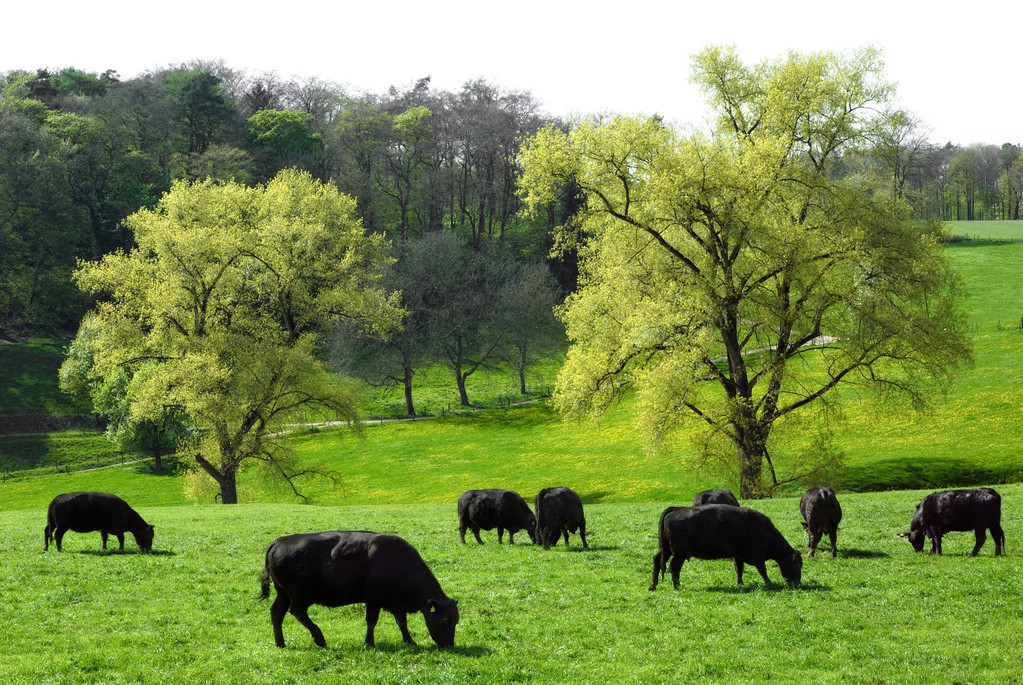 自然风光,绿色,风景,母牛,放牧,高兴,漂亮,草地,两个,巨大,树,背景