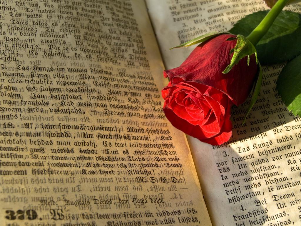 免费照片： 玫瑰, 书, 花, 爱, 花瓣, 植物, 阅读