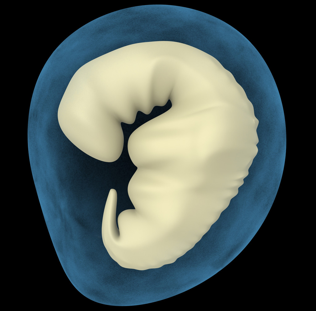 胚胎 - 互动百科