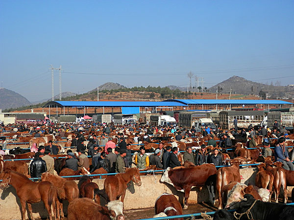 小海镇牲畜交易市场,牛,猪,羊,家禽,俏销,耕牛,肉牛,全国,西南地区图片