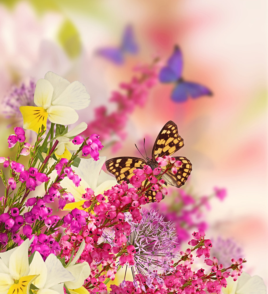 背景,设计,花,漂亮,花束,蝴蝶