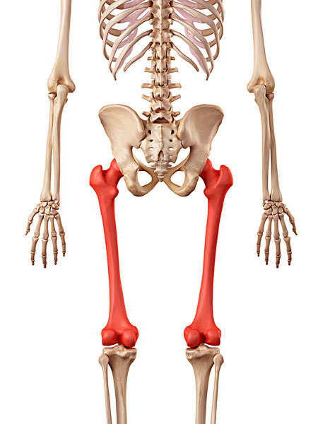 腿骨头图片结构图图片