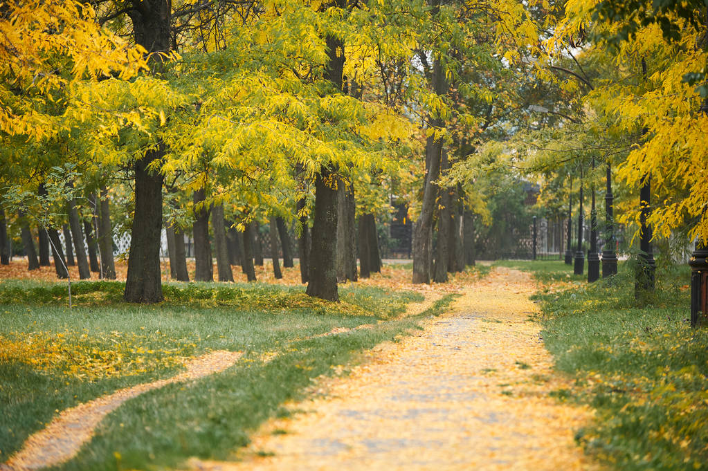 大路,秋天,树,公园,青草,黄色,黄叶